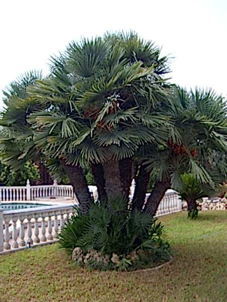 Palmiye ve Benzerleri